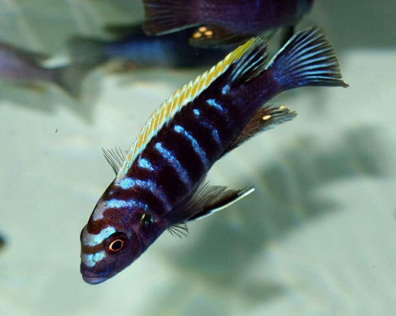 Cynotilapia zebroides 'Ndonga (South)'